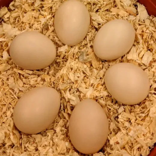 buff orpington eggs for sale