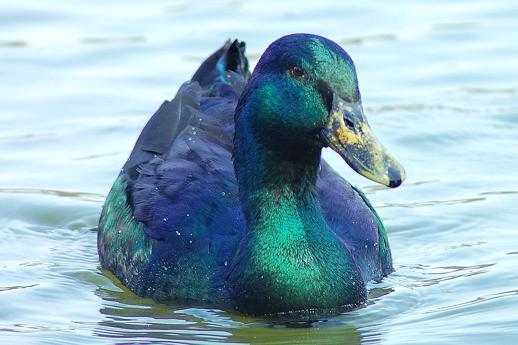 Cayuga Duck