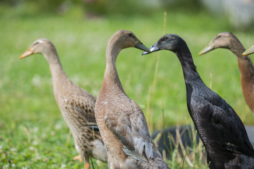 Buy Chocolate Runner Duck For Sale