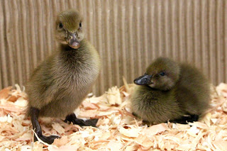 Buy Chocolate Runner Duck For Sale - Image 2