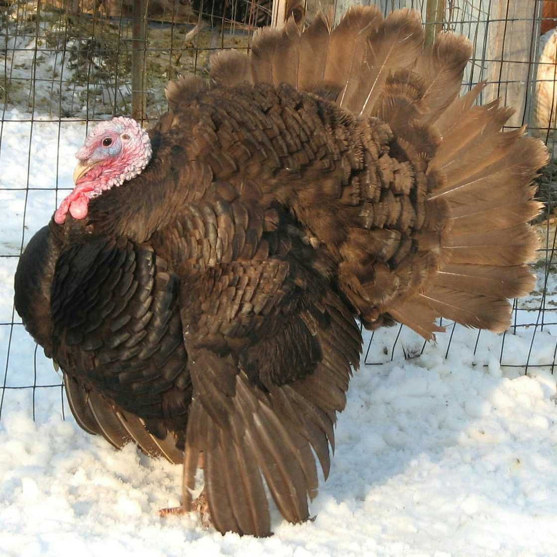 Chocolate Turkeys