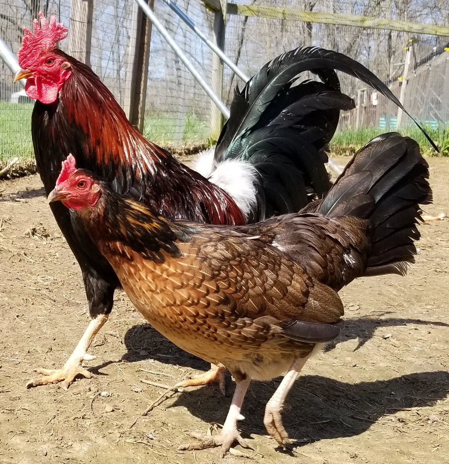 Madigan Claret Gamefowl Hatching Eggs for Sale - Image 2