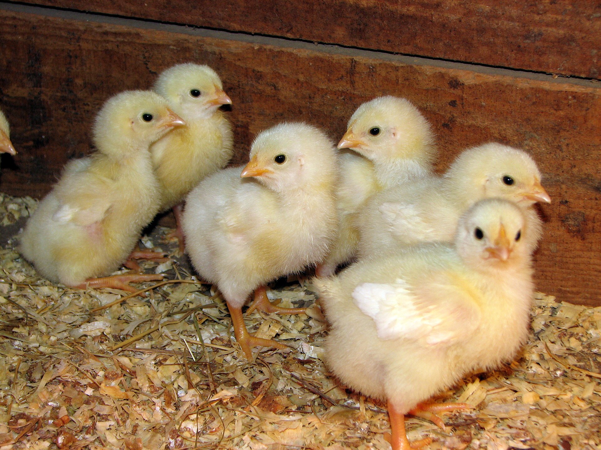 Buy sexed Rosecomb (RC) Nankin Bantam day-old chicks