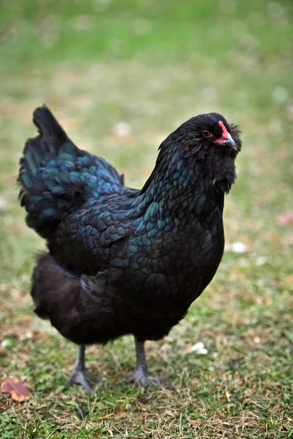 black ameraucana chicken for sale - Image 3