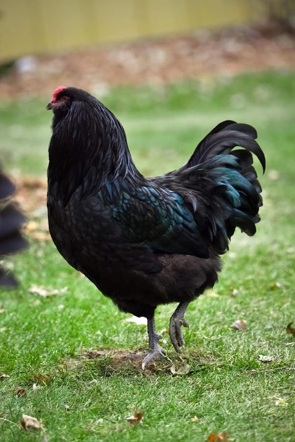 black ameraucana chicken for sale - Image 2