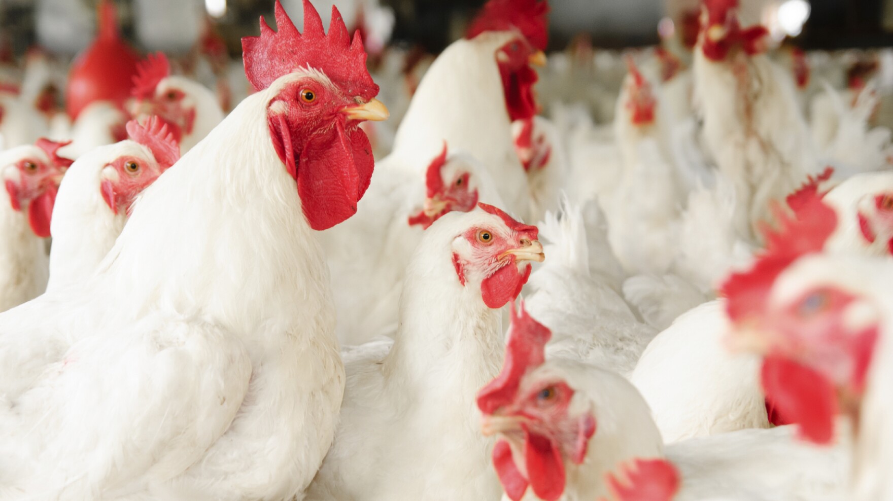 Delaware Broiler Chickens