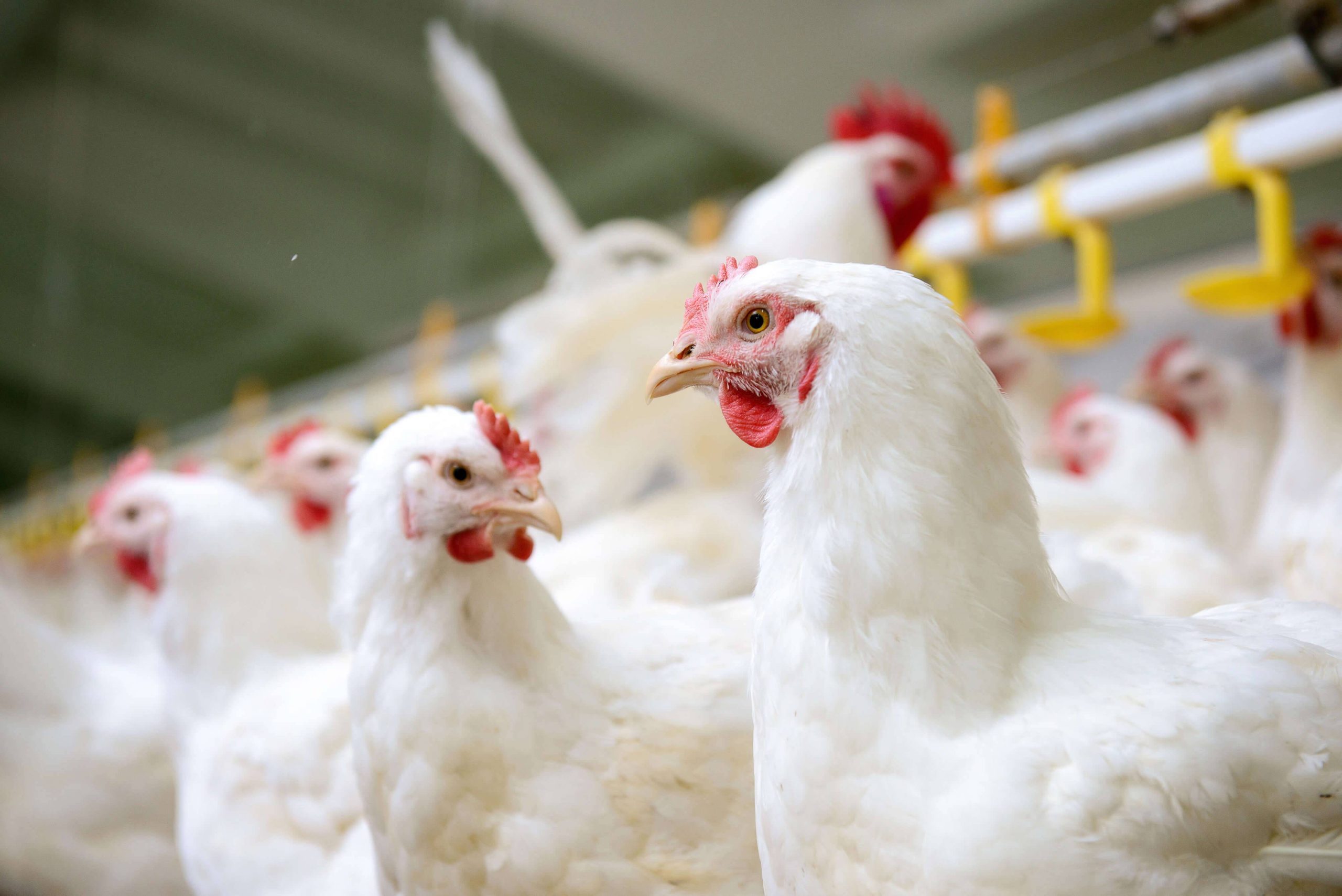 Delaware Broiler Chickens - Image 2