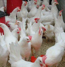 Delaware Broiler Chickens - Image 3
