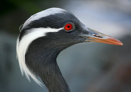 Demoiselle Crane - Image 2