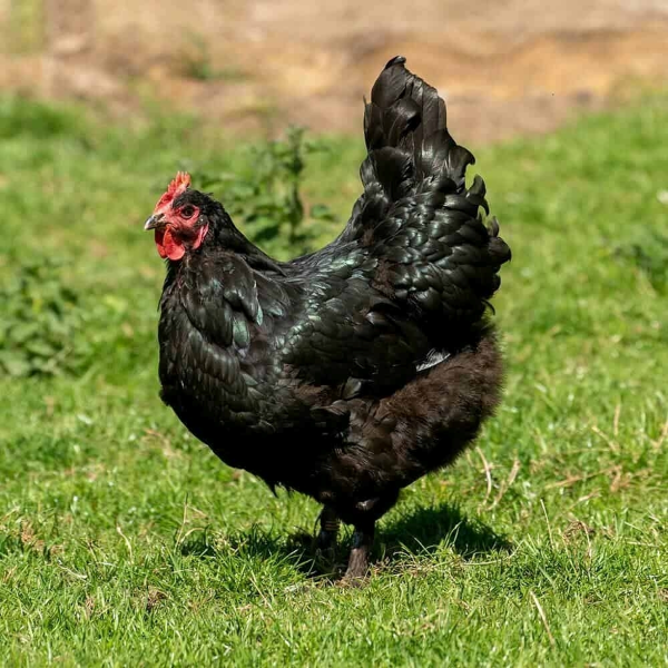 black langshan chickens for sale - Image 2