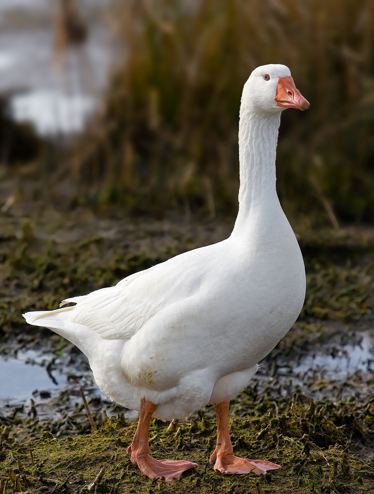 Buy sexed live Embden day-old goslings online - Image 2