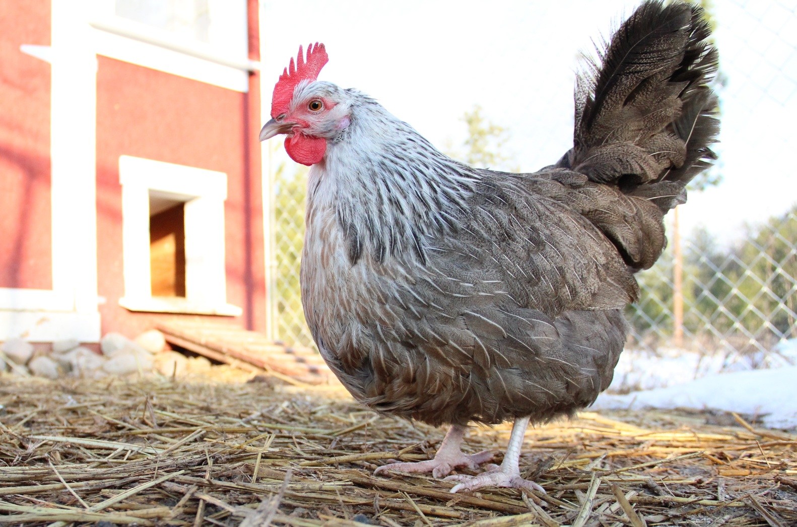 Silver Dorkings Chicken - Image 2