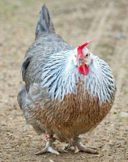 Silver Dorkings Chicken