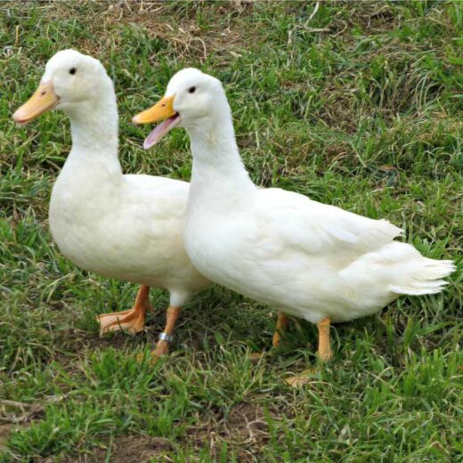 Duclair Duck