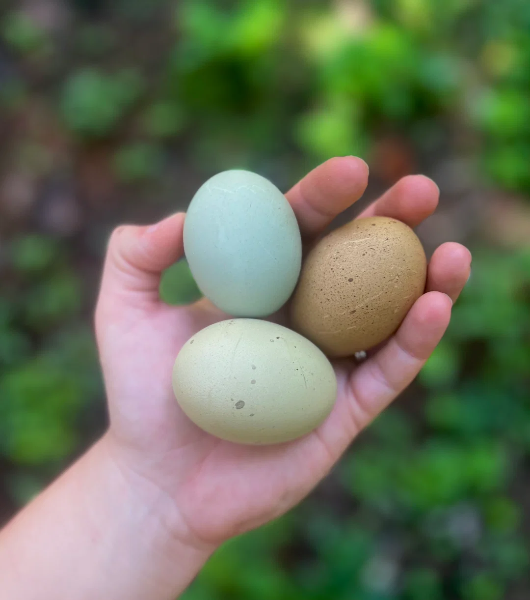 fertile Frizzled Olive Egger hatching eggs