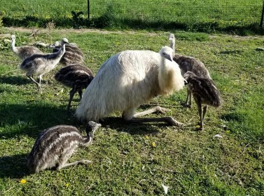 Emus chicks