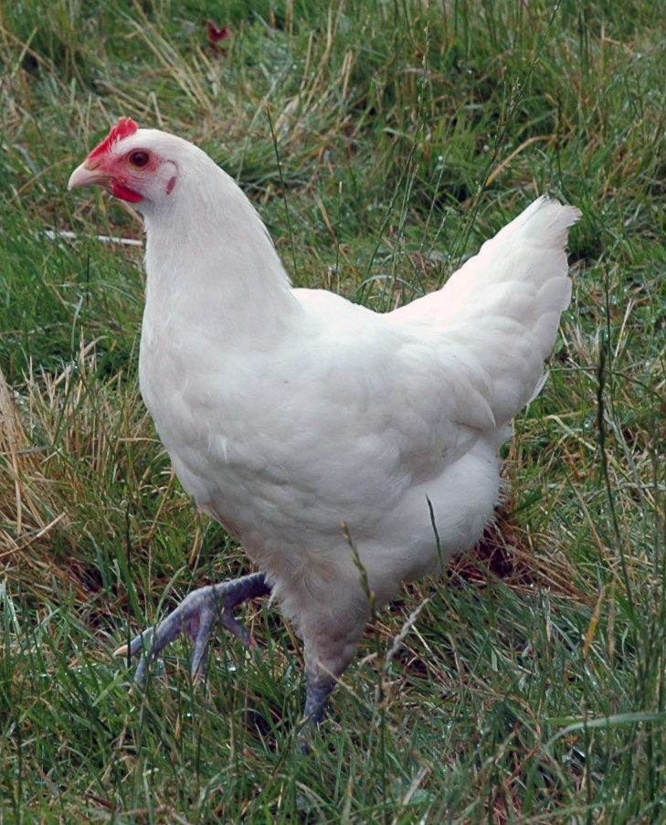 Buy French Bresse Chicken For Sale - Image 2