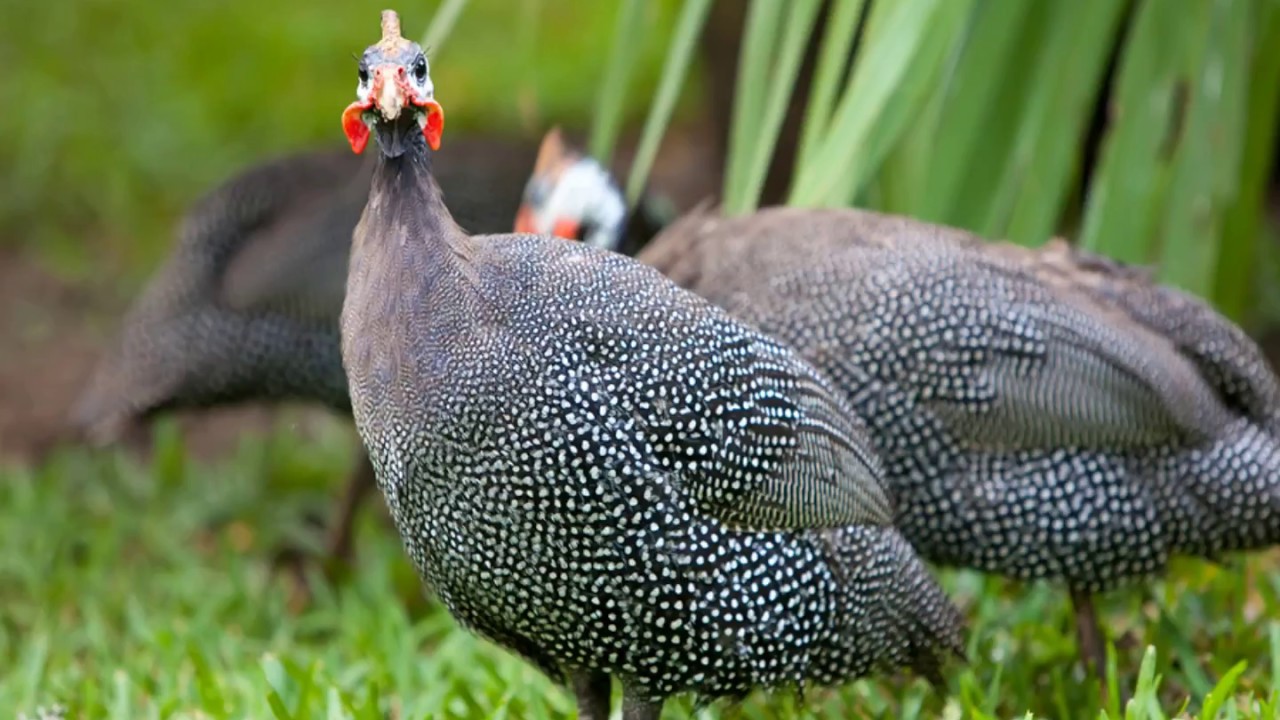 French Pearl Guinea