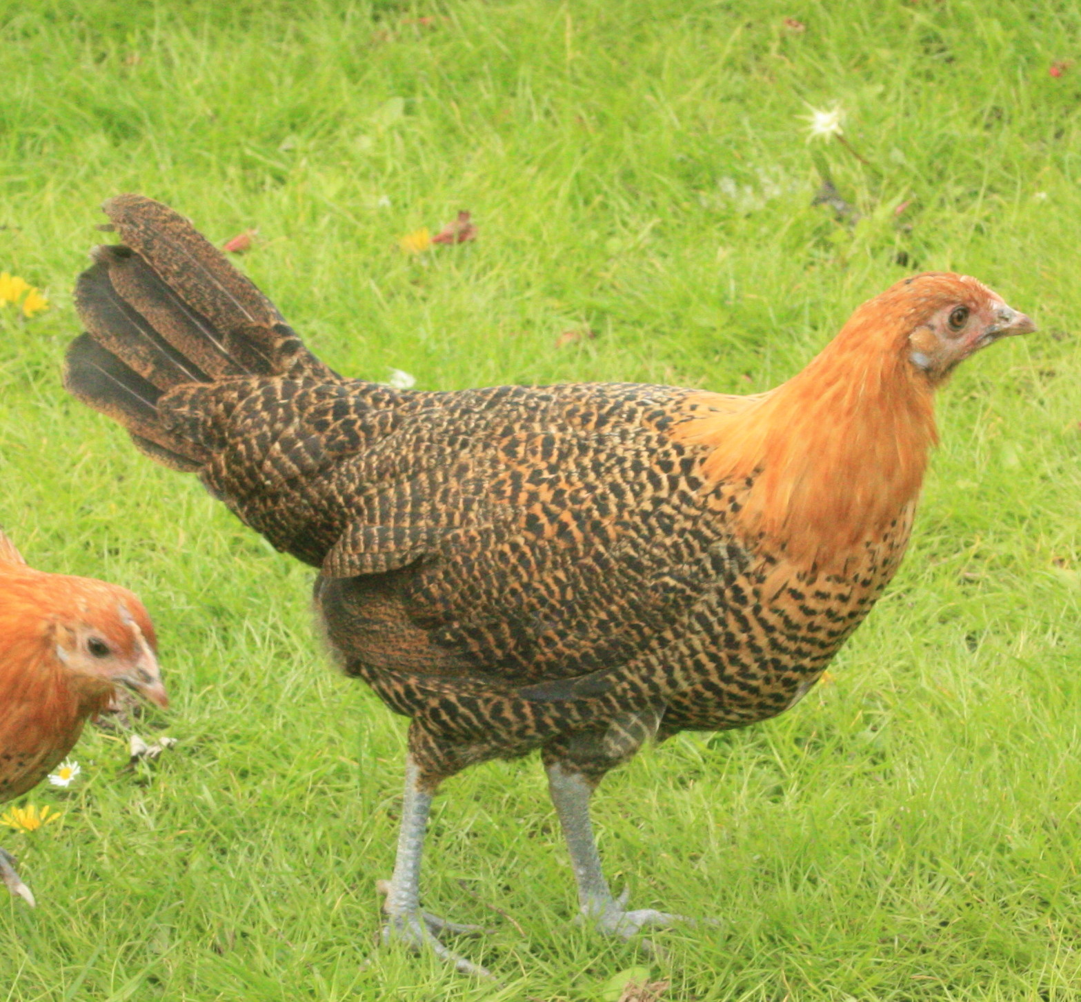 Golden Campines Chickens - Image 2