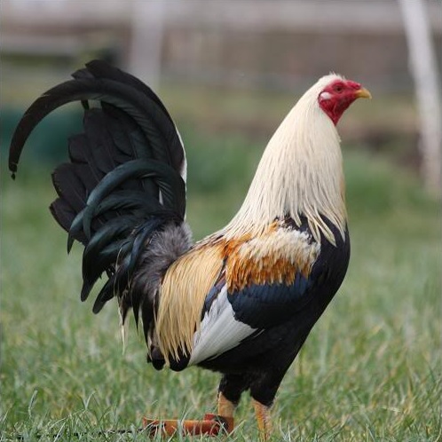 GOLD DUCKWING STANDARD OLD ENGLISH CHICKS, NOT SEXED