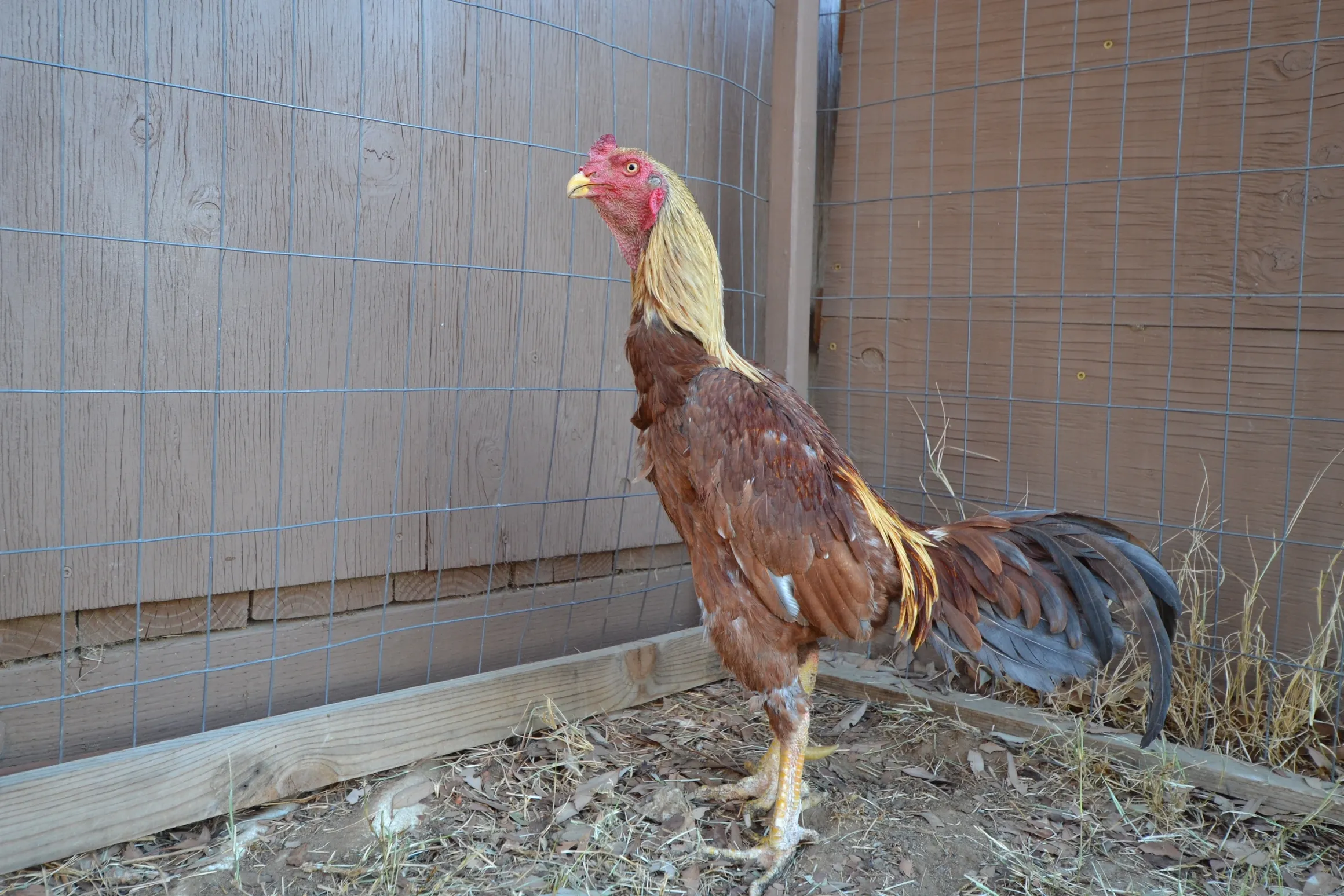 Golden Pumpkin Brazilian rooster for sale