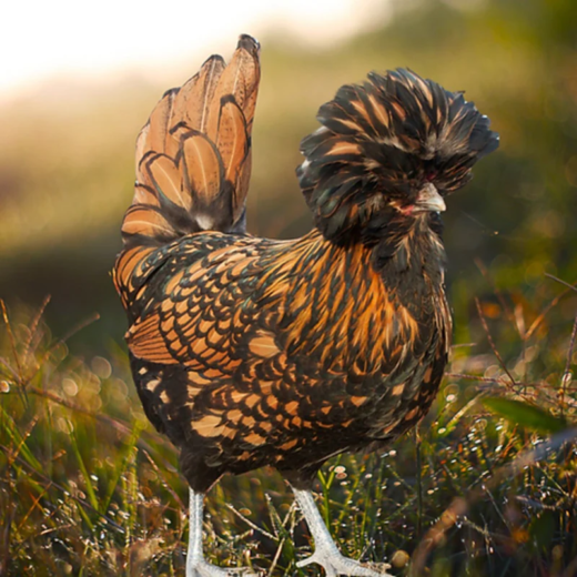 Gold Laced Polish Chicken