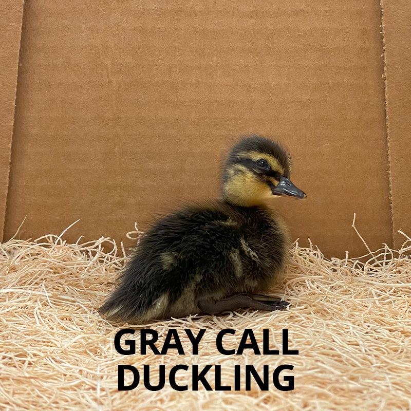 Buy sexed live Gray Call duckling day-old