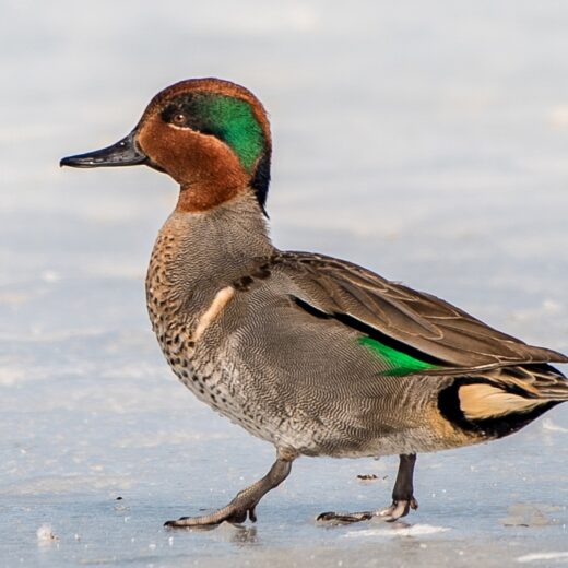 Green Winged Teal Duck