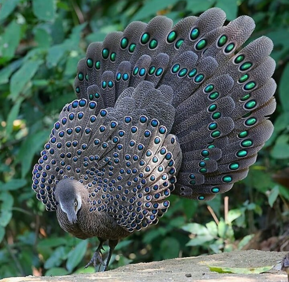 Grey Peacock Pheasants