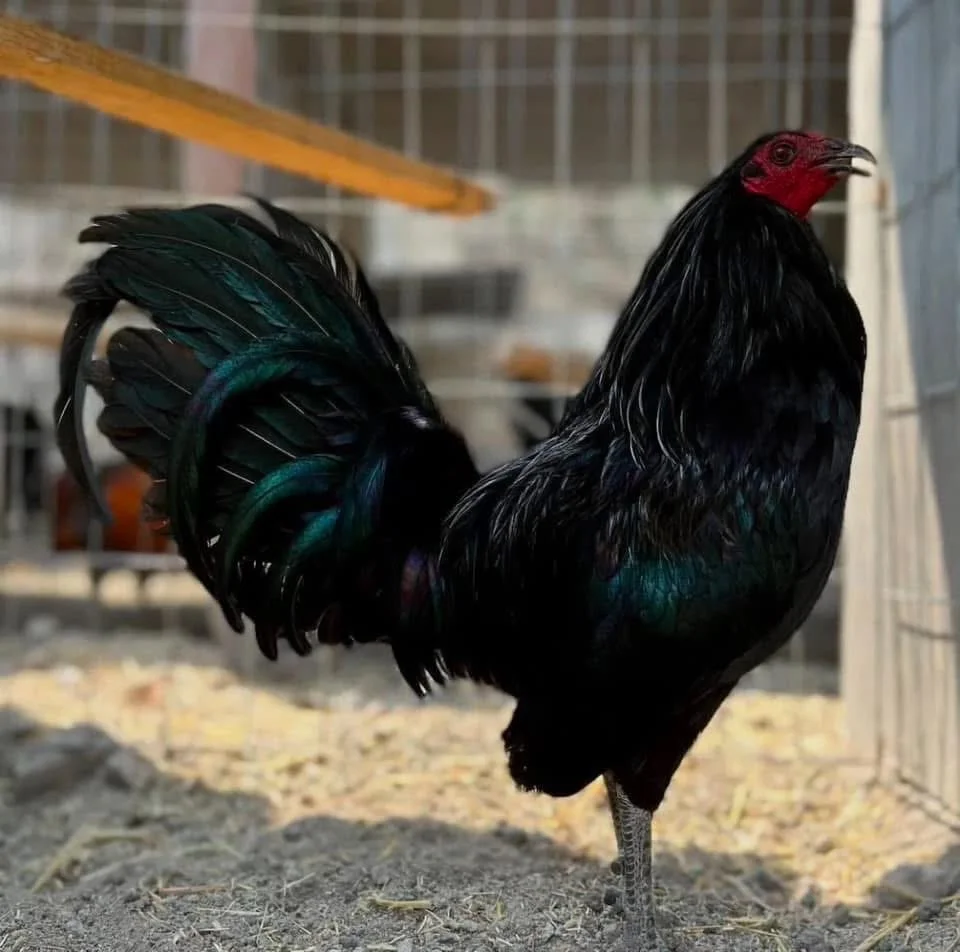 Buy purebred Sid Taylor gamefowl roosters online