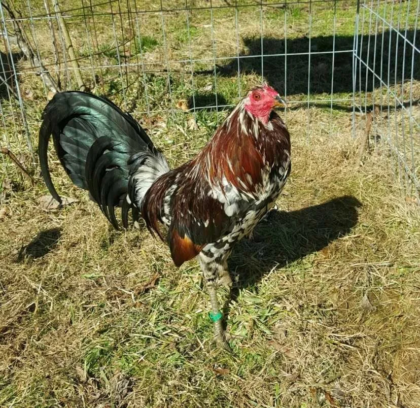 Buy purebred Spangle gamefowl cocks