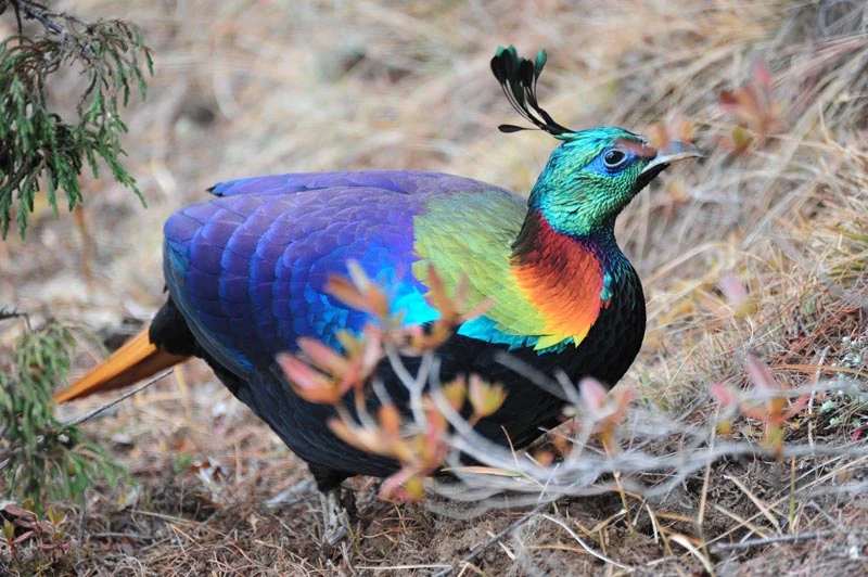 Impeyan Pheasants