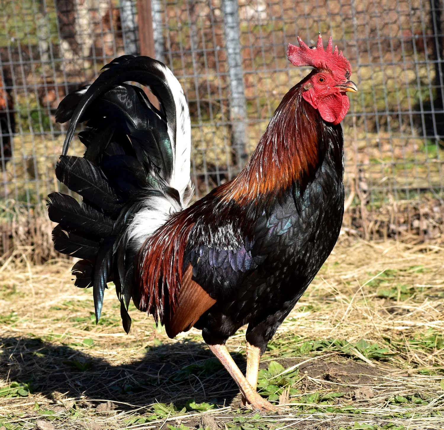 Madigan Claret Gamefowl Hatching Eggs for Sale - Image 4
