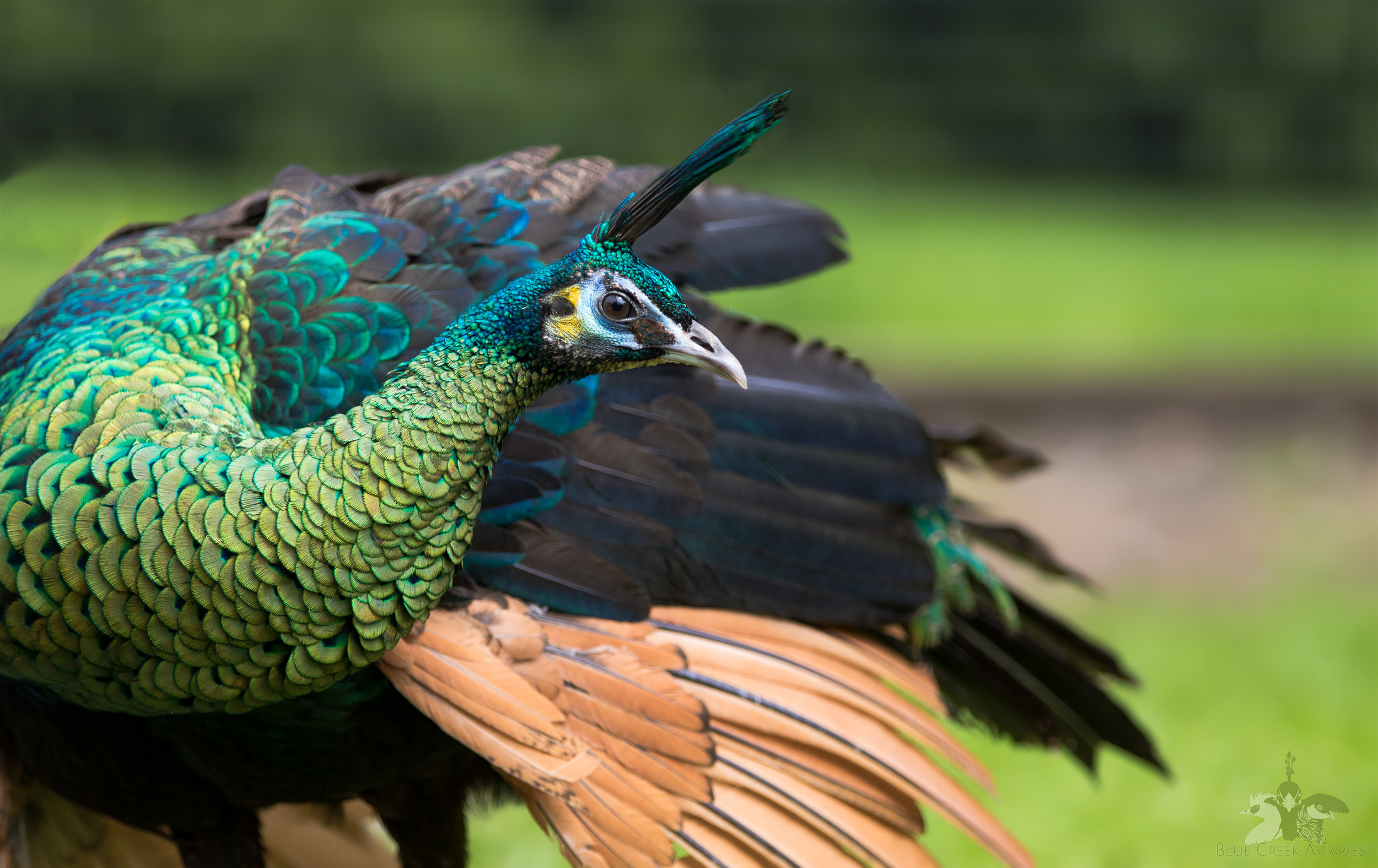 Java Green Peafowl