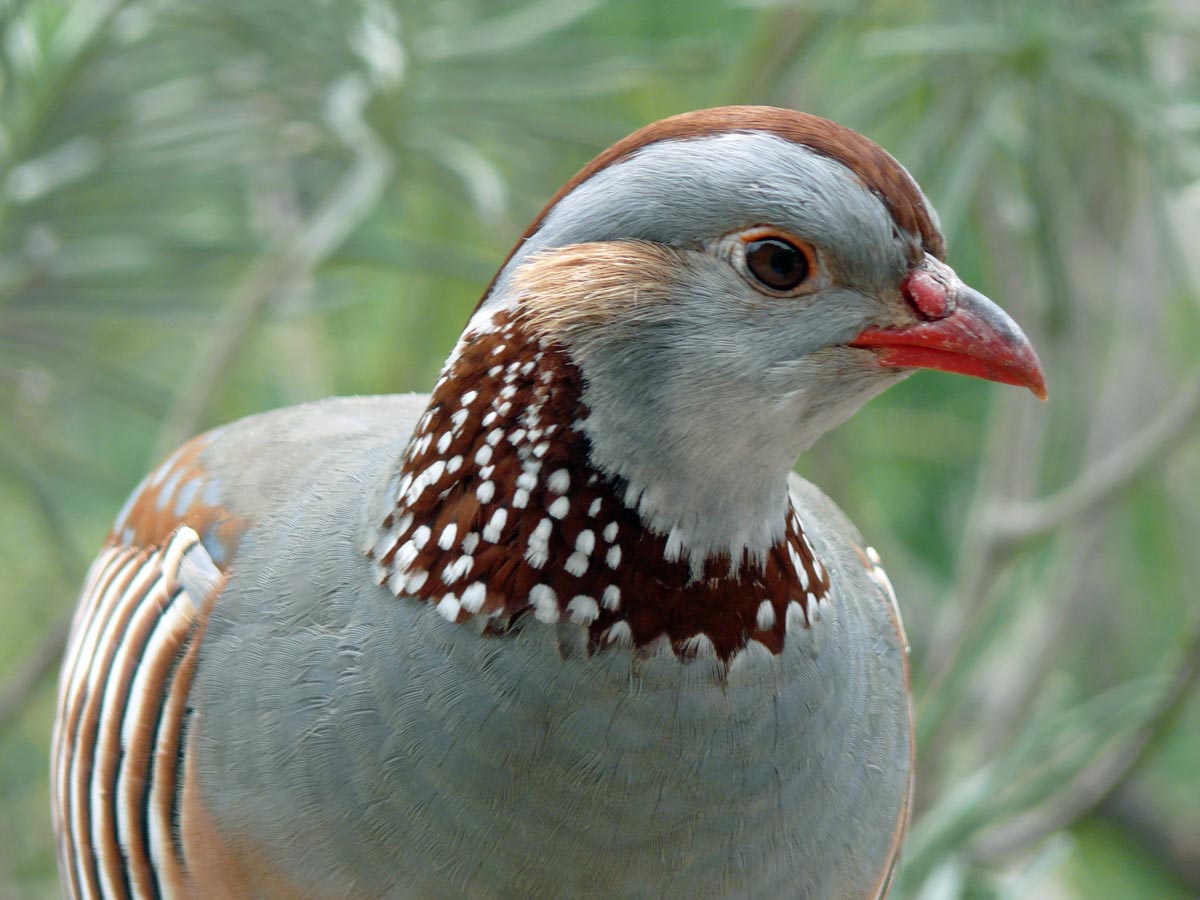 Juvenile Barbary Partridge - Image 2