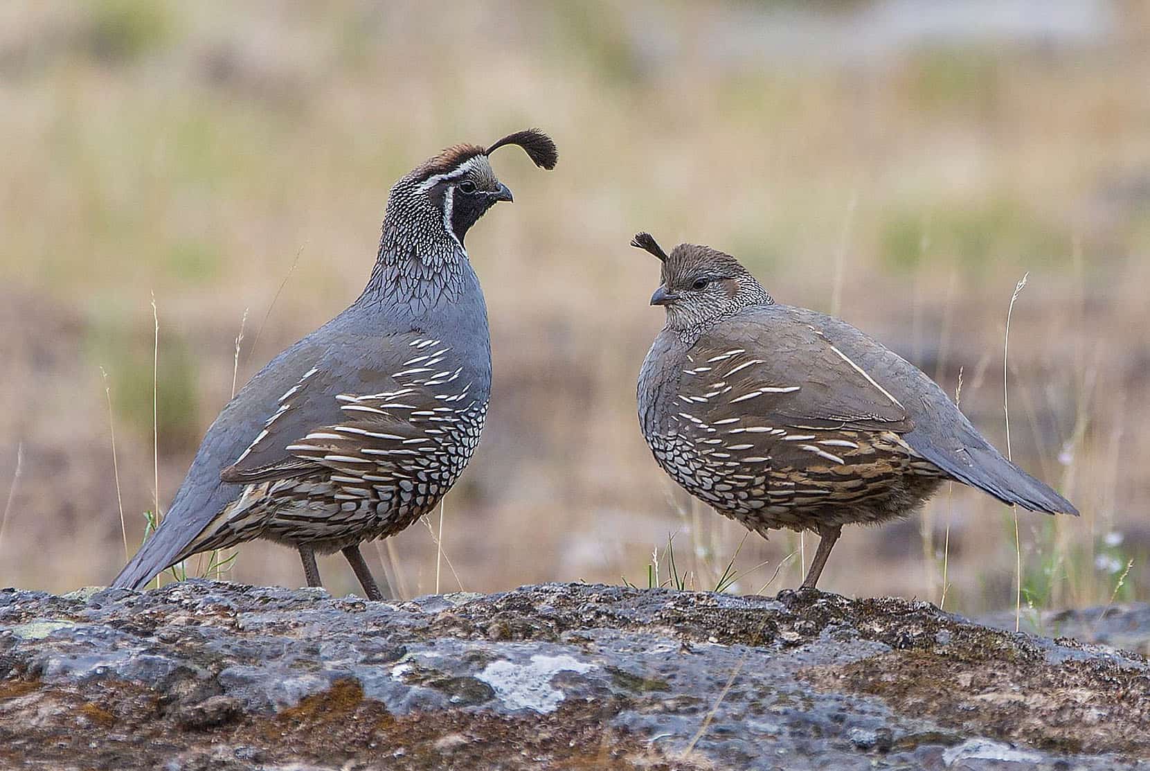 Juvenile Blue Scale Quail
