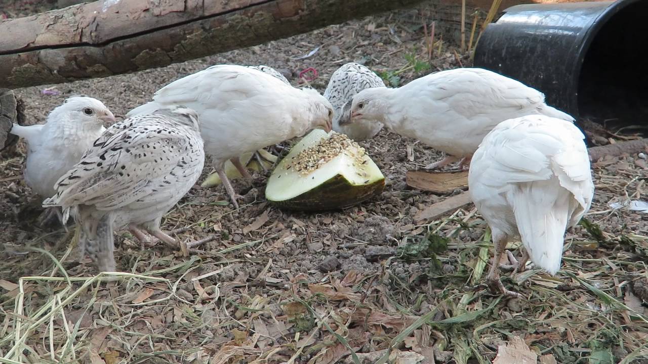 Juvenile White Bobwhite Quail - Image 2
