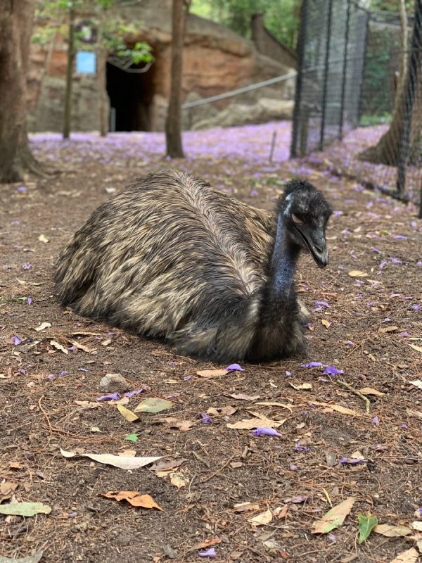 Kangaroo Island Emus