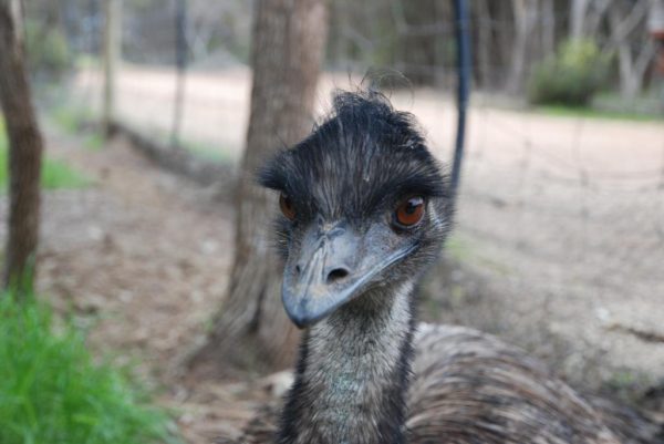 Kangaroo Island Emus - Image 2