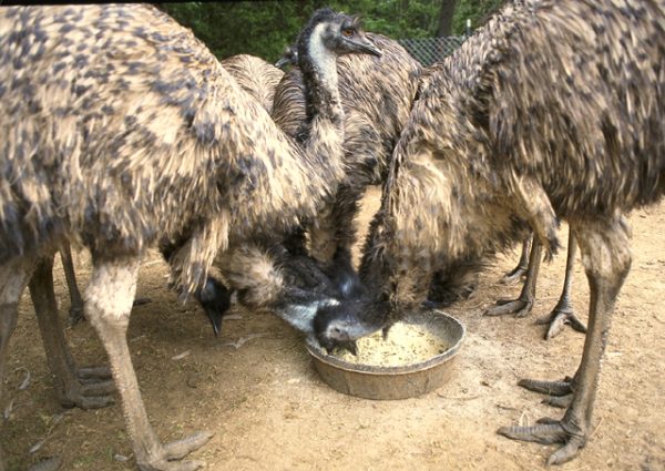 King Island Emus - Image 2