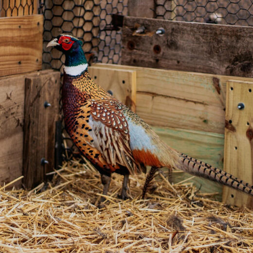 Chinese Ringneck Pheasants Chicks, Not Sexed