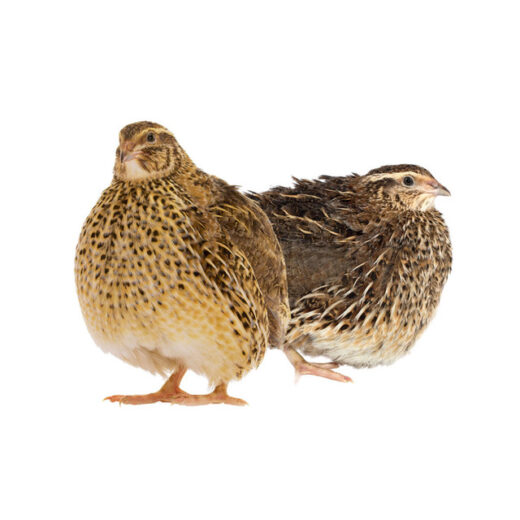 Jumbo Coturnix Quail Chicks