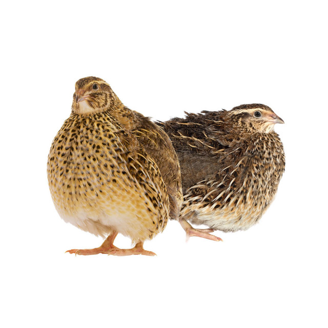 Jumbo Coturnix Quail Chicks