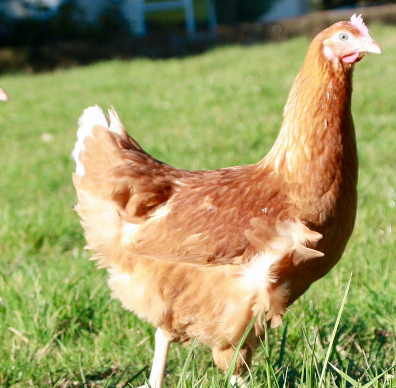 lohmann brown hens for sale