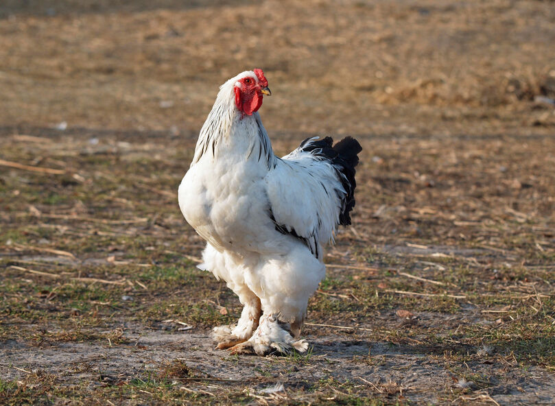 light brahma rooster for sale