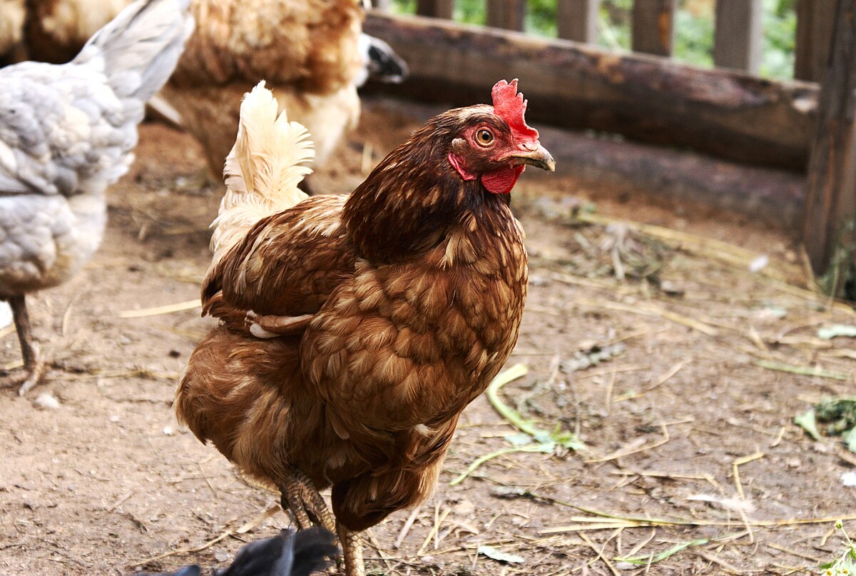 lohmann brown hens for sale - Image 4