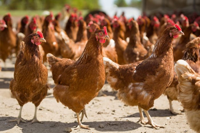lohmann brown hens for sale - Image 3