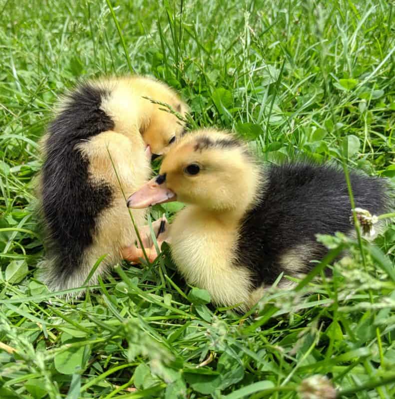 Buy sexed live Magpie day-old ducklings online - Image 2