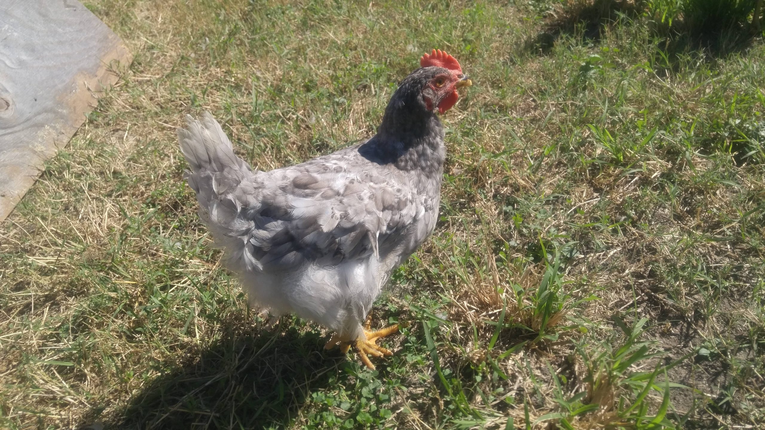 sapphire gem chicken for sale - Image 3