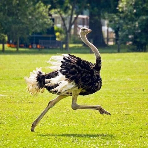 Buy Ostrich For Sale